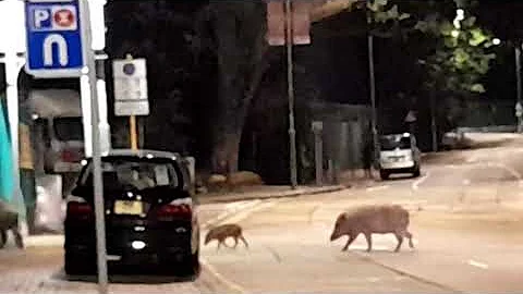Wild Boars Family Crossing the Road.