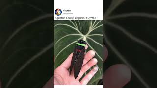 Ağustos Böceğinin Çağrısını Duydunuz Mu ?