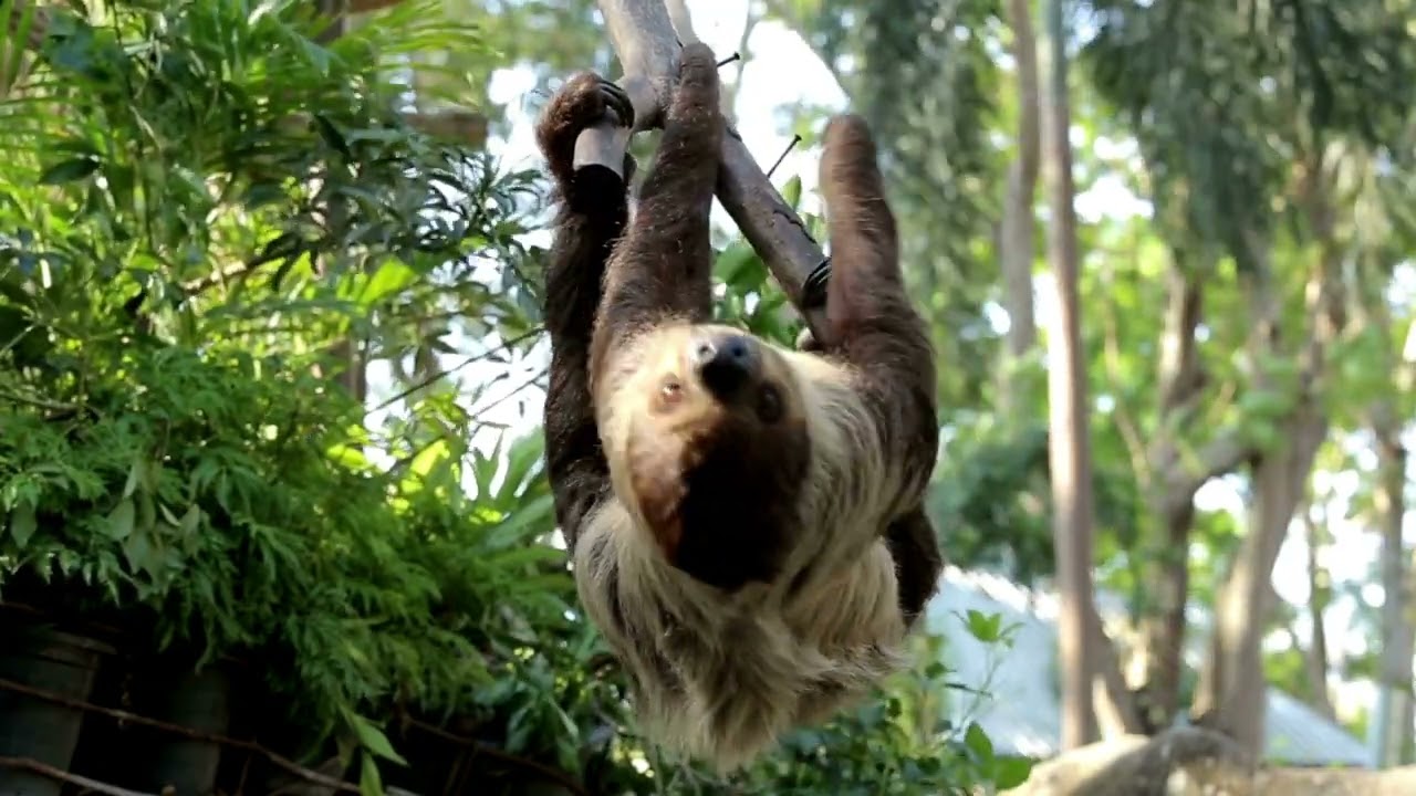 Wild Animals | Sloth : Slow-Moving Mammals of South America