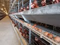 HEMEI Layer Cage Systems HEMEI Layer Cage Systems