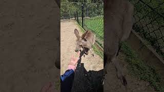 Feeding a friendly kangaroo🦘 #australia #kangaroo #animals