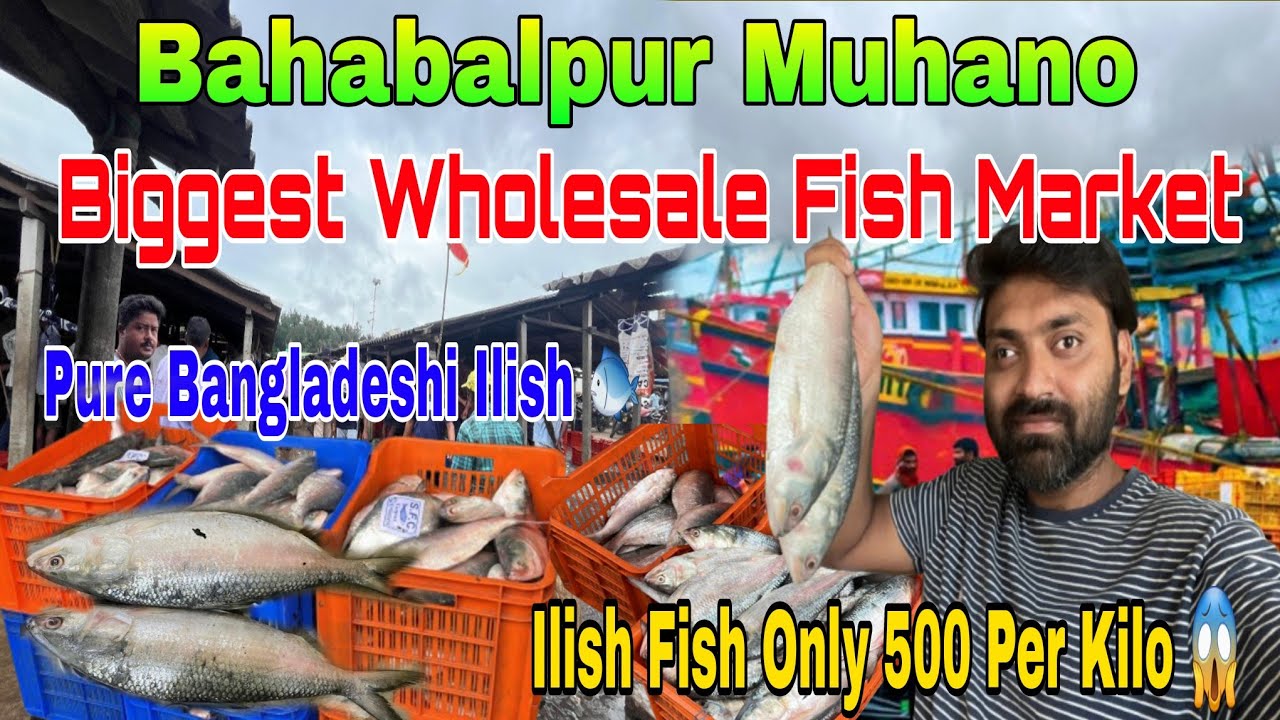 Bahabalpur Muhano Fish 🐟 Market | Biggest Wholesale Fish Market In Balasore 