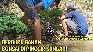 Berburu Bahan Bonsai Di Pinggiran Sungai Dapat Banyak Bonsai & Bermotif Keren