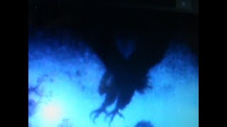 Hawkwind--Best of Psychedelic Hawk`s