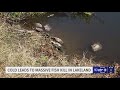 Cold snap blamed for massive fish kill at Circle B Bar Reserve in Lakeland