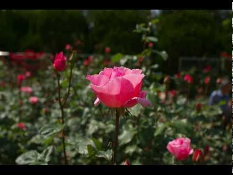 五月の匂い（趣味の宅録）