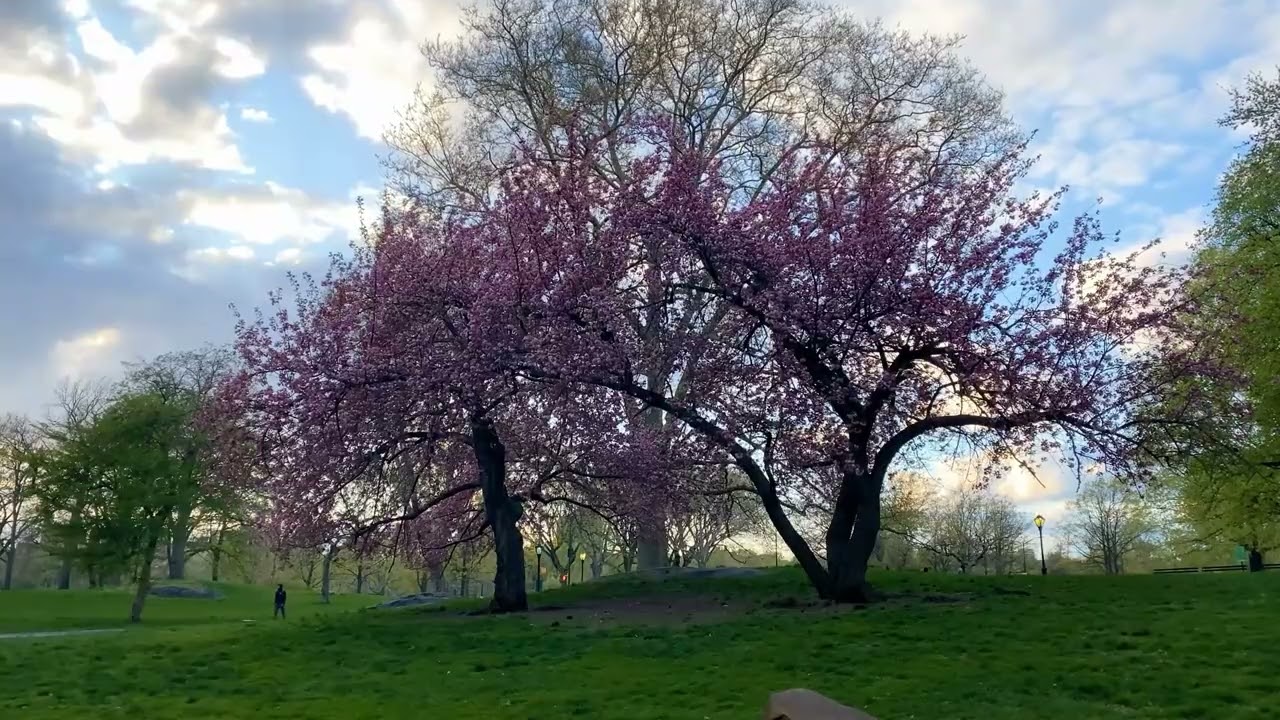 힐링음악 Healing Music & Sounds | 아침음악, 편안한음악, 스트레스해소음악