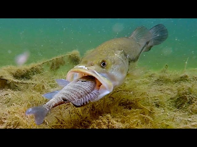 HOW Does A Bass Eat A Crawfish??  Live Crawfish GoPro Footage (Vol. 2) 