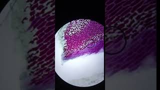Celebrity osmosis in red onion cells Net Worth