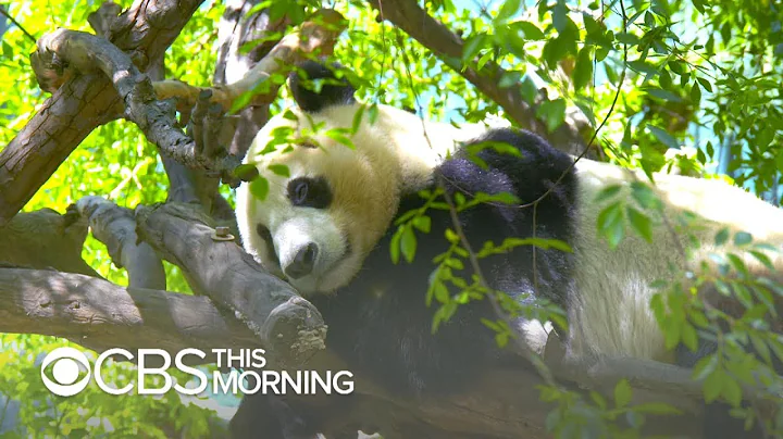 Why did San Diego Zoo lose its pandas? (2024)