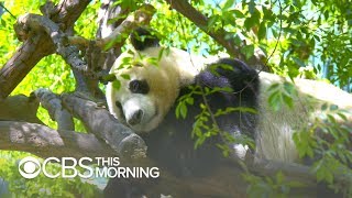 San Diego Zoo prepares to send giant pandas back to China