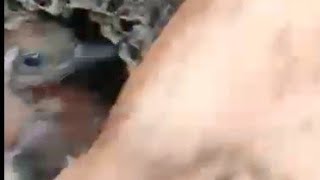 Panen Anak Burung Pelatuk Kijang