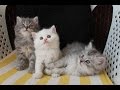 |Rescuing Cats now 2 months | قطط انقاذ الان شهرين