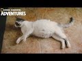 Pregnant Cat Giving Birth to 6 Kittens