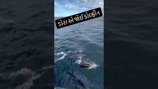 ડોરા એ કરી ડોલ્ફીન સફારી #gujju #ocean #dolphin #nature #explore #dora #newzeland #india #advanture