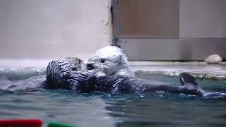 鳥羽水族館 ラッコ メイちゃんキラちゃん構われるより構いたい「私から
