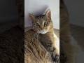 She loves her sun!☀️🌞 #cute #cat #catshorts #viral #shorts #kitten #pets