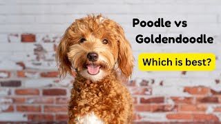 What Makes GOLDENDOODLE Better Than Poodle