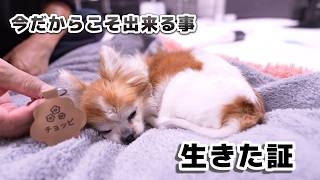 17歳お婆ちゃんチワワとの少し早めの「心の準備」がこちらです