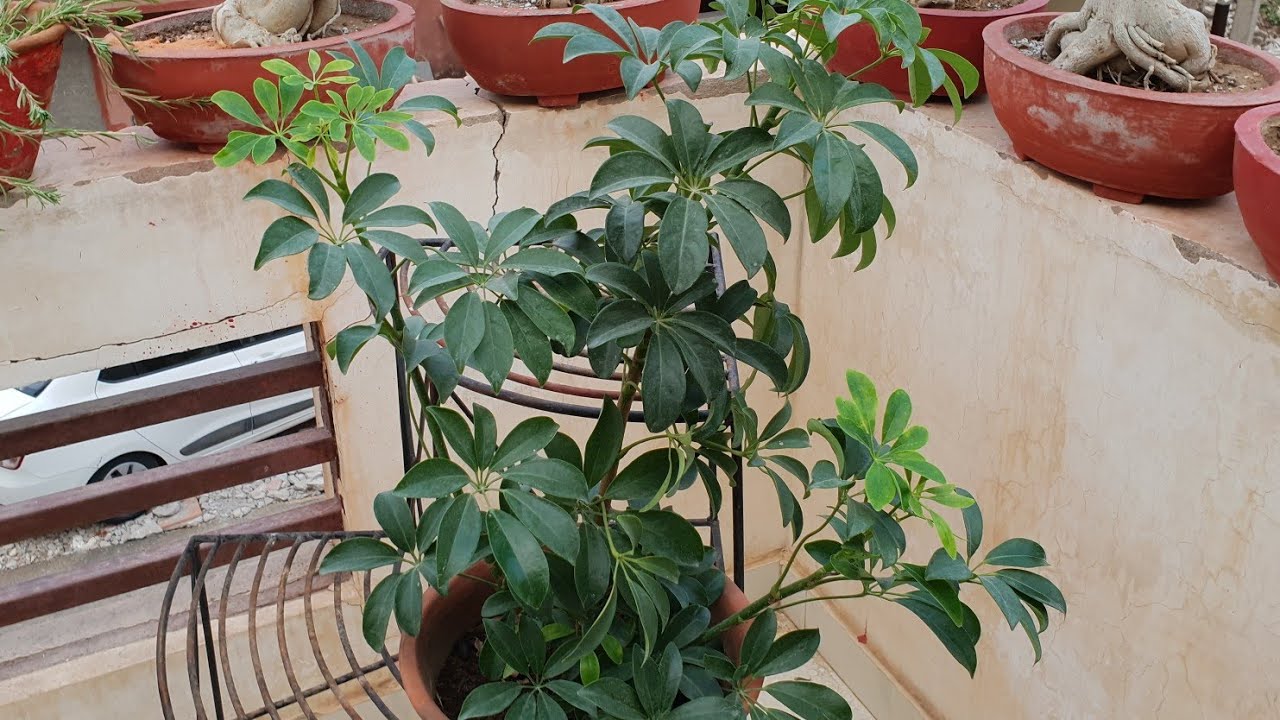Care of Schefflera Plant || How to Grow and Care Schefflera || Fun
