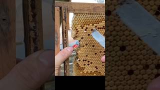 Así se puede criar abejas reinas #bee #abejas