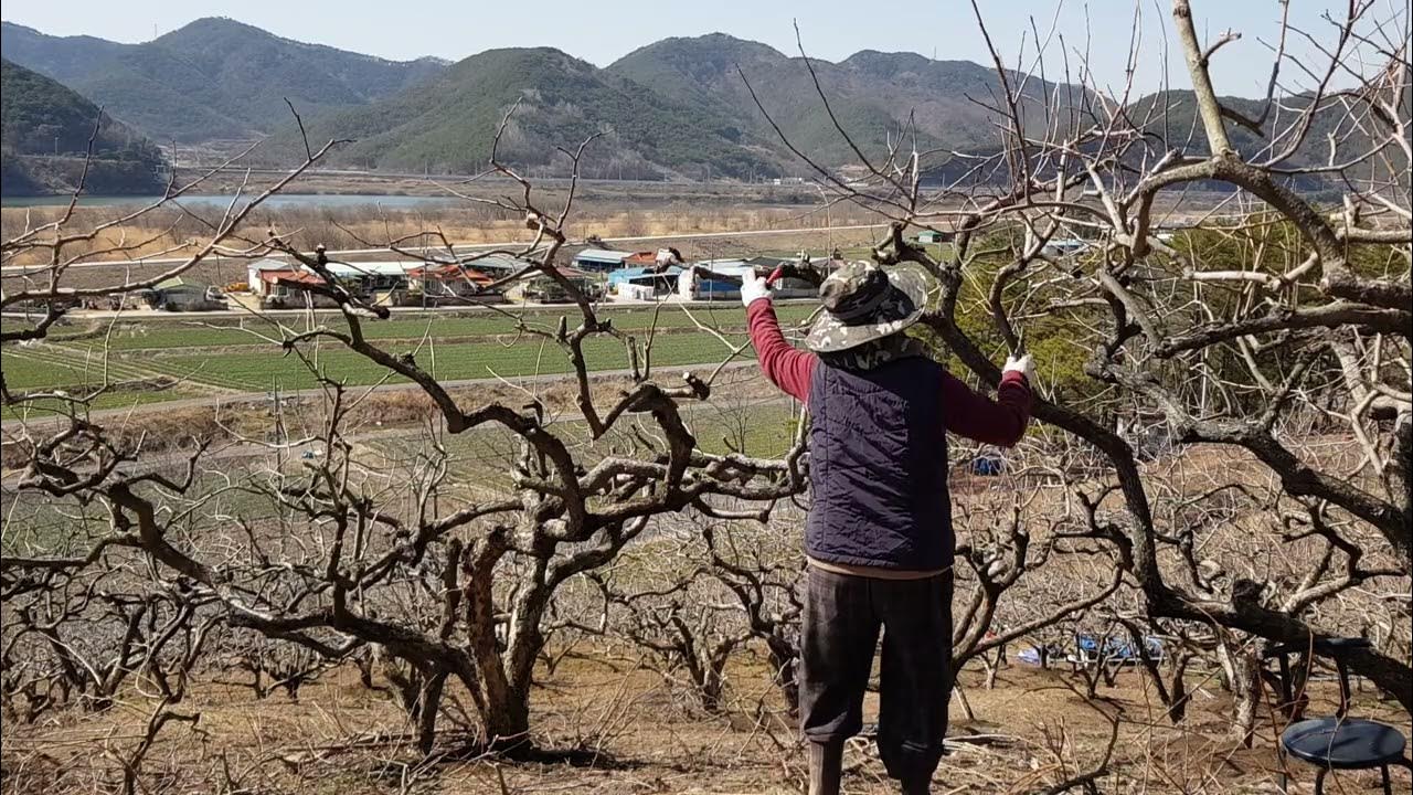 Tree Pruning, Persimmon Farm YouTube
