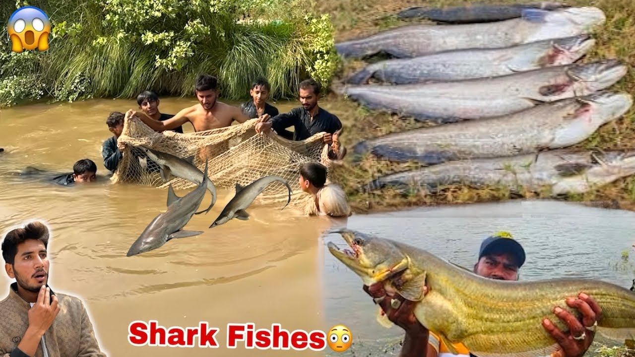 MINI ZOO MIAN SHARK🦈 FISH AA GAI😍