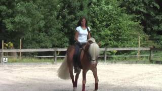 haflinger dressage