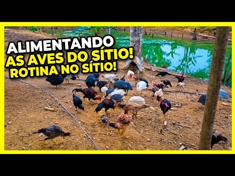 ALIMENTANDO AS AVES DO SITIO!!ROTINA NO SITIO!!🤠🐓