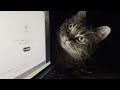 夜な夜なパソコンしたら猫がこうなったKOO【くーたの部屋】stanza del gatto