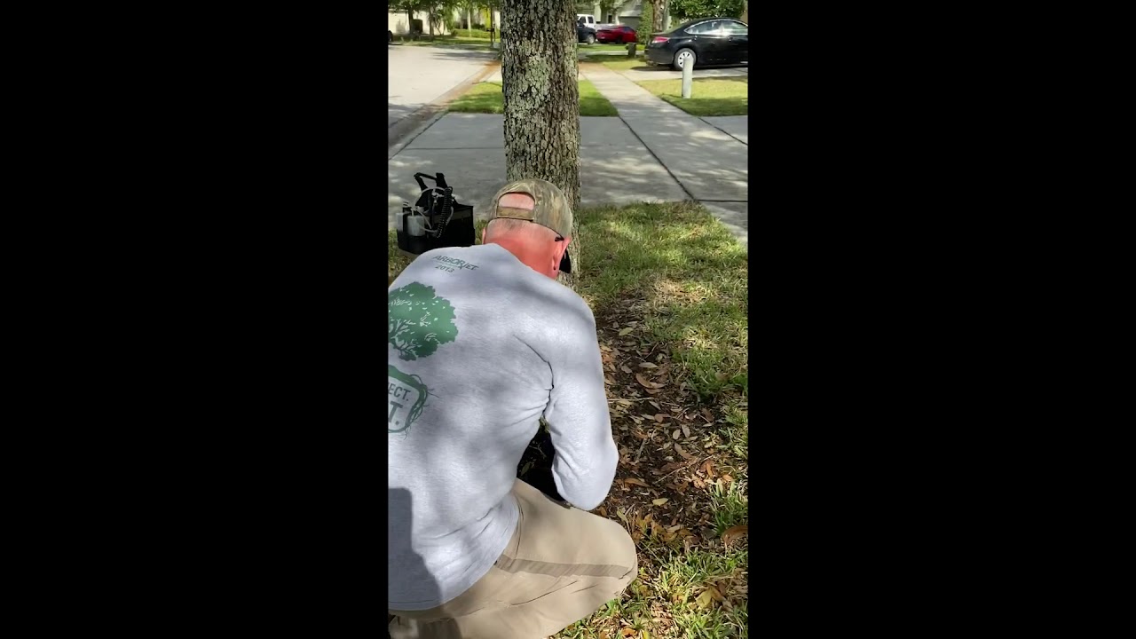 Live Oak Tree Injection - YouTube