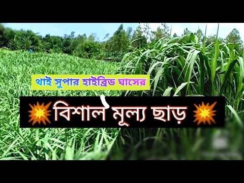 ভিডিও: প্যারেন্স প্যাট্রিয়া কবে প্রতিষ্ঠিত হয়?