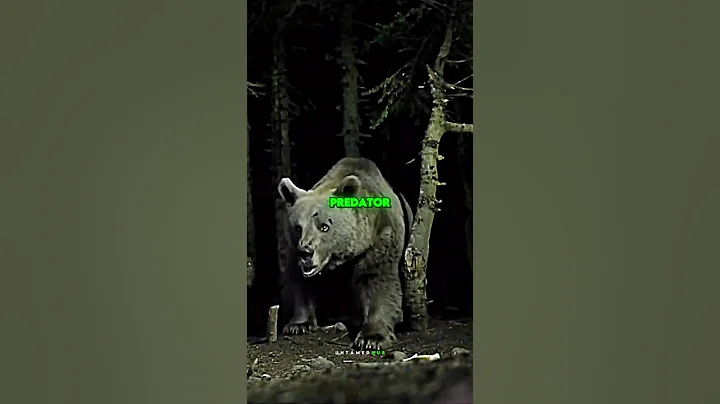 Joe Rogan on Grizzly Bear VS Silverback Gorilla