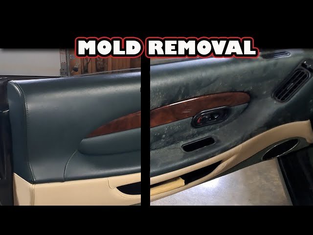 Aston Martin DB7 Mold Removal: Step-by-Step Restoration Guide