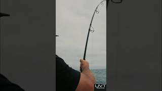 Fighting a big bluefin tuna aboard Reel freedom. #shorecatcharters