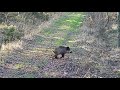 Wild boar Hunting in Poland 2019