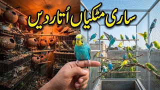 I Stopped All Budgie Breeding Because of Extreme Summer Heat!