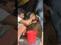 #cow #animals #milk