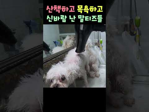 산책하고 목욕하고 신바람난 말티즈들 #Shorts