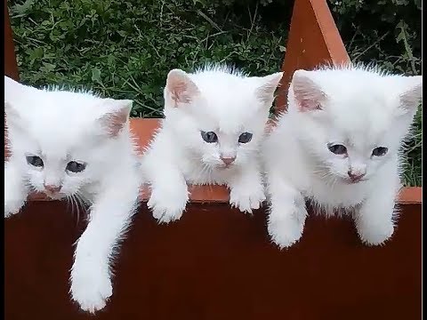 pure white kitten