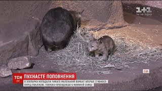 В американському зоопарку маленький вомбат вперше вийшов до відвідувачів