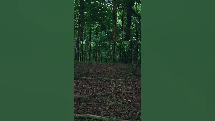 Lightning Bugs | Fireflies | Lampyridae #shorts #fireflies #lightningbugs