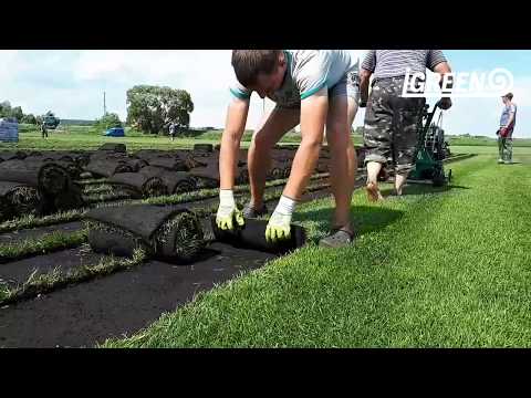 Производство рулонного газона. Как режут газон