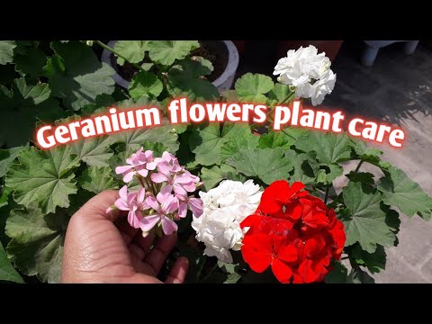 वीडियो: गेरियम और पेलार्गोनियम: वे कैसे भिन्न हैं? फूलों में क्या समानता है? पौधों की देखभाल कैसे करें?
