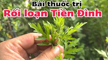 Bài thuốc trị Rối Loạn Tiền Đình. PHAN HẢI Channel