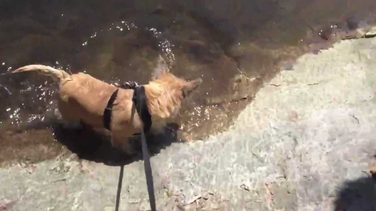Friday discovers lake swimming