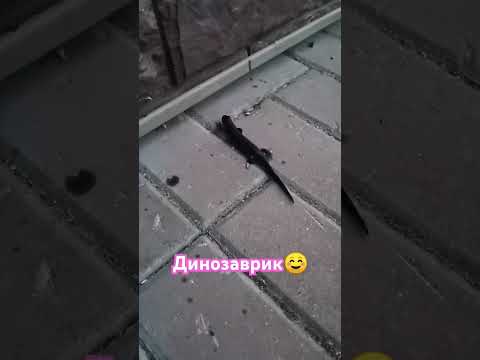 #ящерица #динозаврик #пресмыкающиеся #животные #животныепланеты #животныймир #животныедлядетей