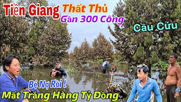 Lũ Tràn Vỡ Đê Tiền Giang Thất Thủ Người Dân Cầu Cứu Gần 300 Công Sầu Riêng Mất Trắng, Rơi Nước Mắt