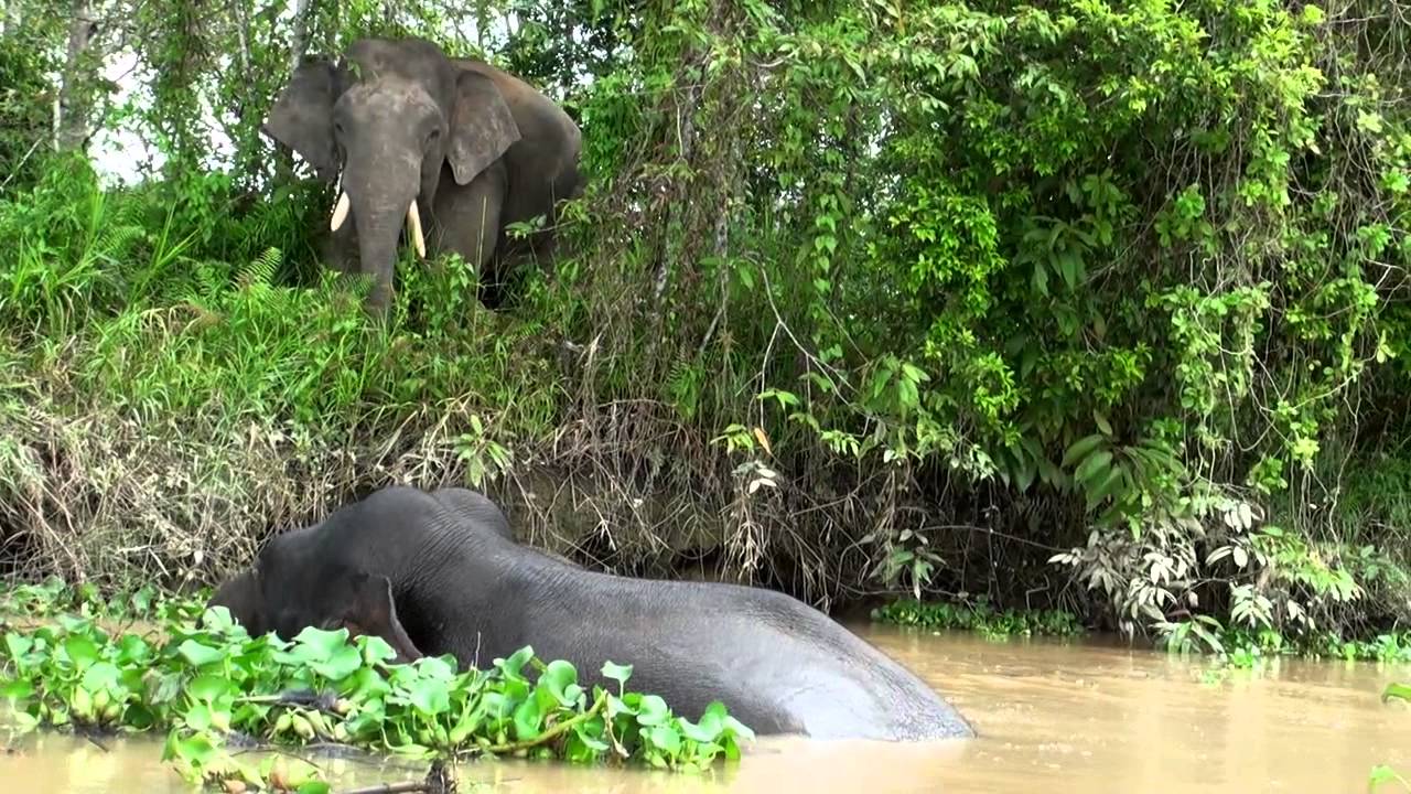 Exotic Wildlife on the Kinabatangan River