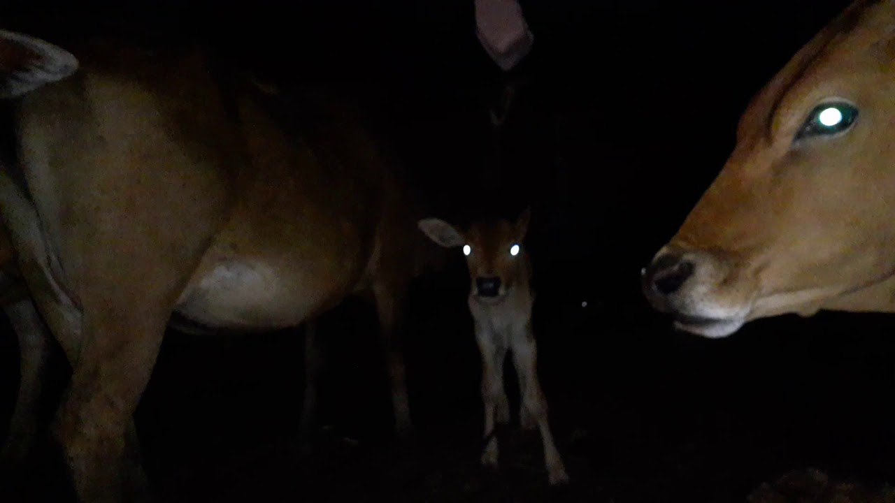 Chào con bê con con Đực đã về với gia đình 21/10/2019 - YouTube